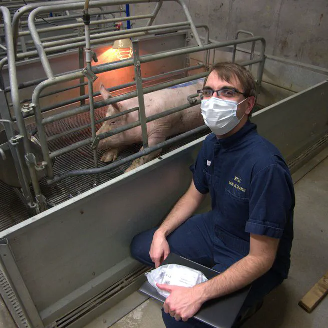 Pigs Project