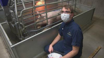 Pigs Project featured image