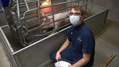 Pigs Project featured image