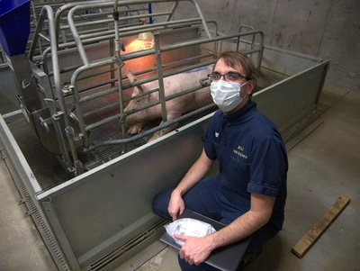 Pigs Project featured image